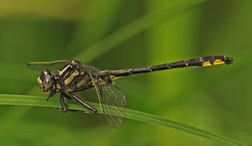 Male
19 June 2014  Rusk, WI